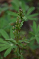 Gentianella amarella