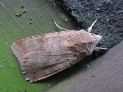 Diarsia canescens