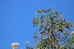 Corymbia clarksoniana