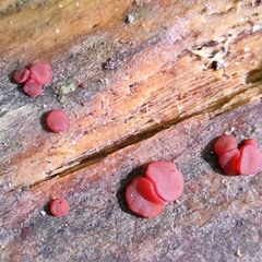 Ascocoryne cylichnium