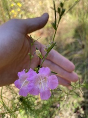 Agalinis fasciculata
