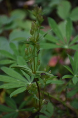 Gentianella amarella