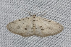 Poecilasthena scoliota