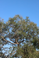 Corymbia clarksoniana