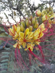 Erythrostemon gilliesii