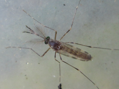 Culex orientalis