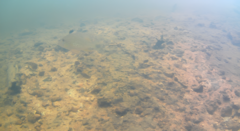 Acarichthys heckelii