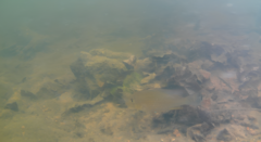 Acarichthys heckelii