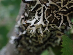 Hypogymnia tubulosa