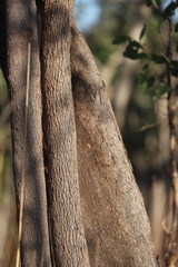 Corymbia clarksoniana