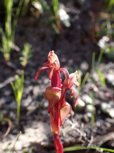 Image of Satyrium lupulinum by (c) Ren Hoekstra, some rights reserved (CC BY)