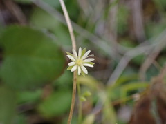 Stellaria borealis