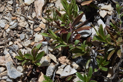 Penstemon fruticosus