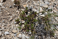 Penstemon fruticosus
