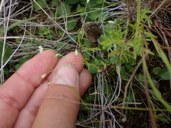 Stellaria borealis