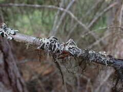 Hypogymnia imshaugii