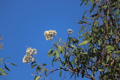 Corymbia clarksoniana