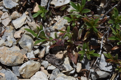 Penstemon fruticosus