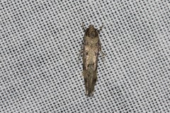 Barea phaeomochla