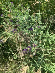Medicago sativa