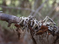 Hypogymnia imshaugii