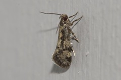Barea phaeomochla