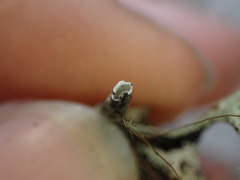 Hypogymnia imshaugii