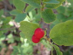 Lonicera utahensis