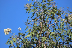 Corymbia clarksoniana