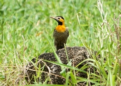 Colaptes campestris campestris