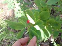 Lonicera utahensis