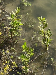 Avicennia germinans