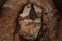 Artibeus jamaicensis