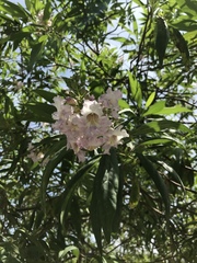 × chitalpa tashkentensis