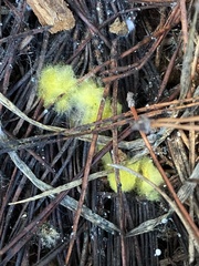 Phycomyces
