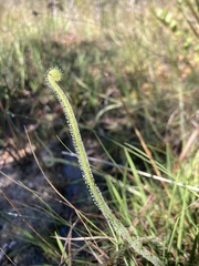 Drosera tracyi