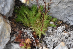 Saxifraga bronchialis