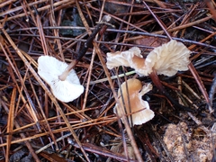 Gymnopus brassicolens