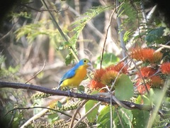 Passerina leclancherii