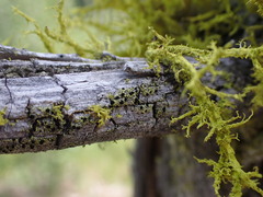 Caliciaceae