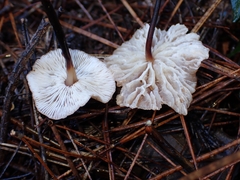 Gymnopus brassicolens