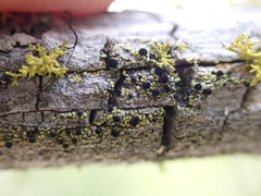 Caliciaceae