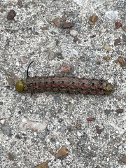 Anisota virginiensis