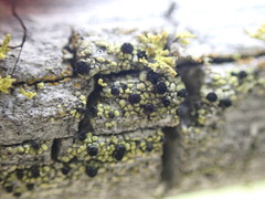 Caliciaceae