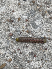 Anisota virginiensis