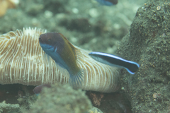 Cirrhilabrus chaliasi