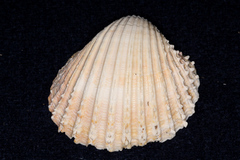 Cardiidae