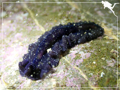 Pseudobiceros stellae