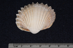 Cardiidae