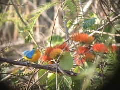 Passerina leclancherii